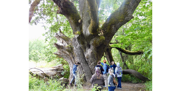 WRA students under a giant oak tree while on a field trip