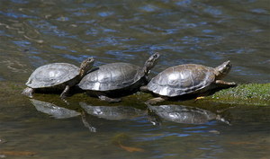 5th Grade Save the Turtles